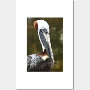 Pelican Posters and Art